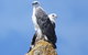 Maria Island Cruise + Walk. Renowned Day Tour With Drinks And Guided Walk - thumb 3