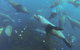 Maria Island Cruise + Walk. Renowned Day Tour With Drinks And Guided Walk - thumb 8