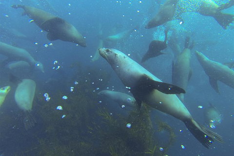 Maria Island Cruise + Walk. Renowned Day Tour With Drinks And Guided Walk - Brisbane Tourism 8