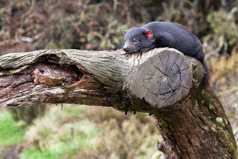 Day Keeper Tour - Brisbane Tourism 8