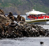 3-Hour Bruny Island Cruise from Adventure Bay - Brisbane Tourism