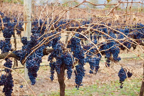 Mclaren Vale Luxury Full Day Small Group Wine Tour - Tourism Brisbane 9