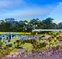Micro-Group Barossa Valley Wine Tour from Adelaide - Tourism Brisbane