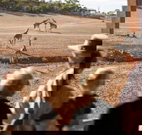 Monarto Safari Park General Admission Ticket - Tourism Brisbane