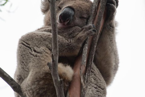 2-Day Kangaroo Island 4WD Small-Group Tour From Adelaide - Tourism Brisbane 6