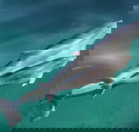 Dolphin Cruise from Adelaide with Optional Dolphin Swim - Tourism Brisbane