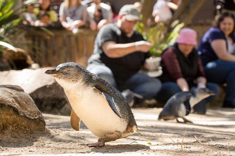 Adelaide Zoo Behind The Scenes Experience: Penguins In Person - Brisbane Tourism 1