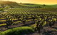 Adelaide Super Saver: Adelaide City Sightseeing Tour Plus Barossa Valley And Hahndorf Tour - thumb 1