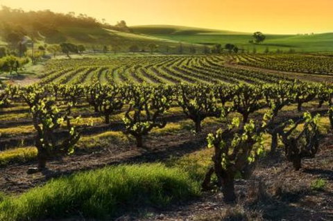 Adelaide Super Saver: Adelaide City Sightseeing Tour Plus Barossa Valley And Hahndorf Tour - Tourism Brisbane 1