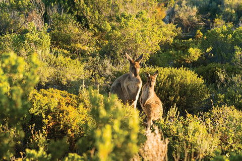 Coffin Bay Day Tour - A Taste Of Coffin Bay - Brisbane Tourism 11