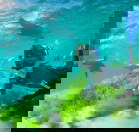 Half-Day Sea Lion Snorkeling Tour from Port Lincoln - Brisbane Tourism