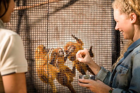 Adelaide Zoo Behind The Scenes Experience: Meet The Primates - Tourism Brisbane 0