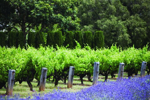Ultimate Penfolds Magill Estate Experience - Brisbane Tourism 4