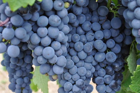 Adelaide Hills Day Tour. Winery Cellar Doors - Tourism Brisbane 7