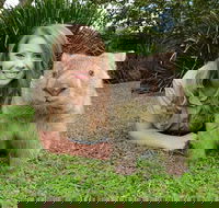 Croc Express to Australia Zoo from Brisbane - Brisbane Tourism