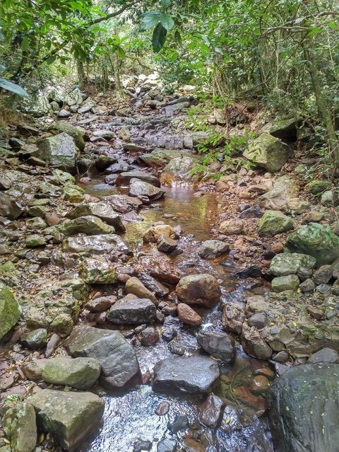 Springbrook AndTamborine Rainforest Tour Incl Natural Bridge And Glow Worm Cave - Tourism Brisbane 4