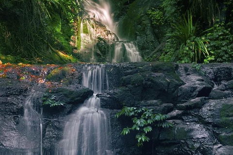 Springbrook AndTamborine Rainforest Tour Incl Natural Bridge And Glow Worm Cave - Tourism Brisbane 1