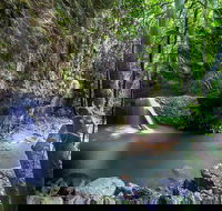 Springbrook andTamborine Rainforest Tour Incl Natural Bridge and Glow Worm Cave - Brisbane Tourism