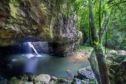 Springbrook AndTamborine Rainforest Tour Incl Natural Bridge And Glow Worm Cave - Tourism Brisbane 0