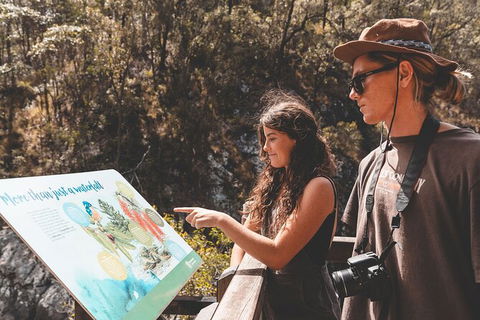 Springbrook AndTamborine Rainforest Tour Incl Natural Bridge And Glow Worm Cave - Tourism Brisbane 18