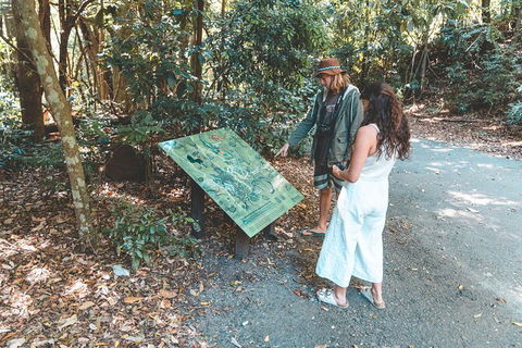 Springbrook AndTamborine Rainforest Tour Incl Natural Bridge And Glow Worm Cave - Tourism Brisbane 16