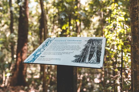 Springbrook AndTamborine Rainforest Tour Incl Natural Bridge And Glow Worm Cave - Tourism Brisbane 14