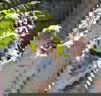 Koala Cuddle Adventure Croc 2 - Brisbane Tourism