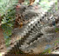 Lone Pine Koala Sanctuary Day Pass - Brisbane Tourism