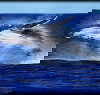 Whale Watching Cruise from Redcliffe Brisbane or the Sunshine Coast - Brisbane Tourism
