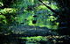 Daintree - Cape Tribulation & Atherton Tablelands Tours From Port Douglas - thumb 1