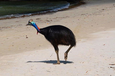 Daintree - Cape Tribulation & Atherton Tablelands Tours From Port Douglas - Tourism Brisbane 17
