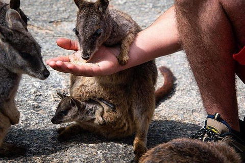 Daintree - Cape Tribulation & Atherton Tablelands Tours From Port Douglas - Tourism Brisbane 4