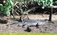 Daintree - Cape Tribulation & Atherton Tablelands Tours From Port Douglas - thumb 24