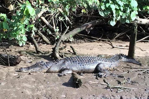 Daintree - Cape Tribulation & Atherton Tablelands Tours From Port Douglas - Tourism Brisbane 24