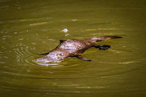 Daintree - Cape Tribulation & Atherton Tablelands Tours From Port Douglas - Tourism Brisbane 27