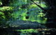 Daintree - Cape Tribulation & Atherton Tablelands Tours From Port Douglas - thumb 26