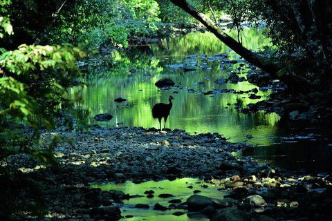 Daintree - Cape Tribulation & Atherton Tablelands Tours From Port Douglas - Tourism Brisbane 26