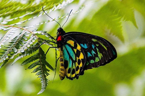 Daintree - Cape Tribulation & Atherton Tablelands Tours From Port Douglas - Tourism Brisbane 19