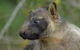 Daintree - Cape Tribulation & Atherton Tablelands Tours From Port Douglas - thumb 8