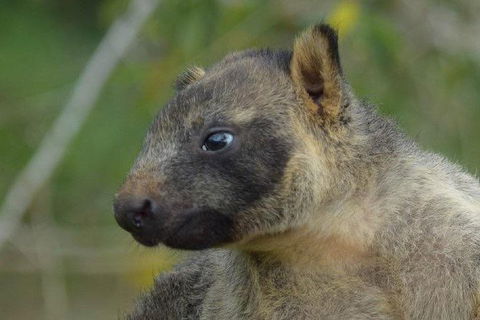 Daintree - Cape Tribulation & Atherton Tablelands Tours From Port Douglas - Tourism Brisbane 8