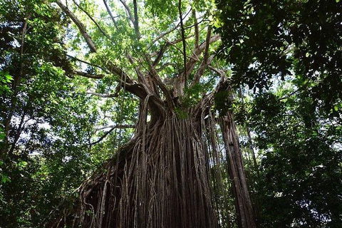 Daintree - Cape Tribulation & Atherton Tablelands Tours From Port Douglas - Tourism Brisbane 20