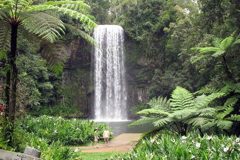 Daintree - Cape Tribulation & Atherton Tablelands Tours From Port Douglas - Tourism Brisbane 12