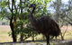 Daintree - Cape Tribulation & Atherton Tablelands Tours From Port Douglas - thumb 29