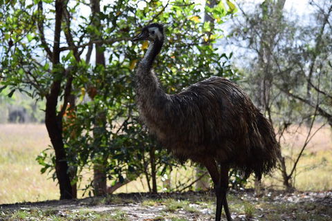 Daintree - Cape Tribulation & Atherton Tablelands Tours From Port Douglas - Tourism Brisbane 29