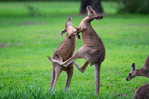Daintree - Cape Tribulation & Atherton Tablelands Tours From Port Douglas - Tourism Brisbane 14