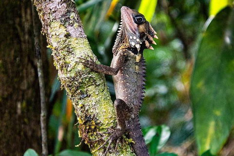 Daintree - Cape Tribulation & Atherton Tablelands Tours From Port Douglas - Tourism Brisbane 7