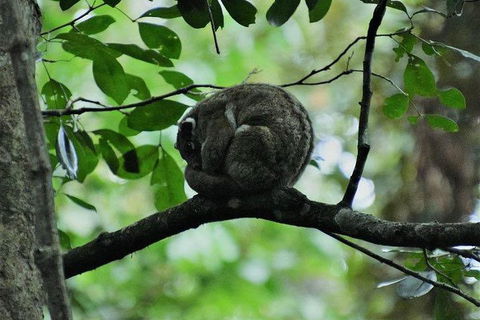 Daintree - Cape Tribulation & Atherton Tablelands Tours From Port Douglas - Tourism Brisbane 11