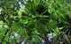 Daintree - Cape Tribulation & Atherton Tablelands Tours From Port Douglas - thumb 22