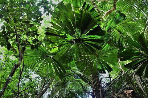 Daintree - Cape Tribulation & Atherton Tablelands Tours From Port Douglas - Tourism Brisbane 22