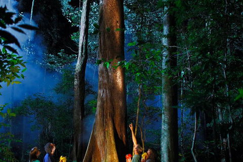 Daintree Rainforest Night Walk From Cape Tribulation - Tourism Brisbane 1